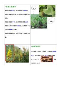 金魚藻：多年生沉水草本　