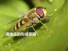 高血壓的形成原因