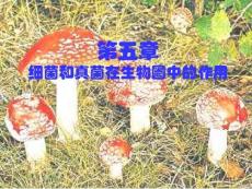 细菌和真菌在生物圈中的作用