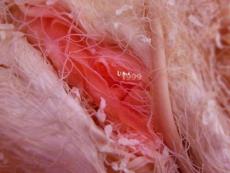 寫真 植物 ppT背景1