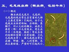 西北农林科技大学--兽医寄生虫学课件5、毛尾线虫病(鞭虫)