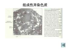 细胞生物学第八章细胞核与染色体2