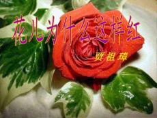 [八年级语文]语文语文版八年级上册第五单元第17课《花儿为什么这样红》PPT课件