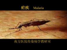 瘧疾 Malaria