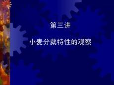 小麦分蘖特性的观察