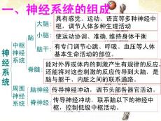 七年級(jí)生物下冊(cè)_神經(jīng)系統(tǒng)的組成課件__人教新課標(biāo)版
