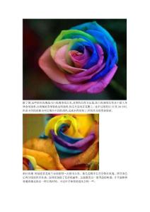 荷蘭花商培育“彩虹玫瑰”【rainbow rose】 一支七色完美祝福