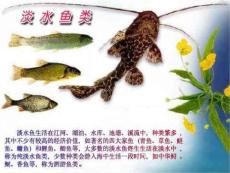 淡水鱼类和海洋鱼类 [中学生物 教学课件 PPT课件]