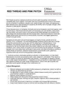 RED THREAD AND PINK PATCH - University of …：红色的线和粉红色斑块大学…