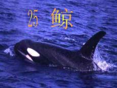 鲸1[小学语文课件 ppt课件 教学课件]