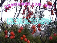 四年级语文我爱家乡的柿子
