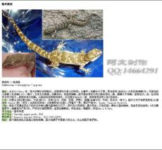 中国蜥蜴野外手册v1.0