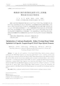 雄激素可調(diào)節(jié)的腎臟近端腎小管上皮細(xì)胞