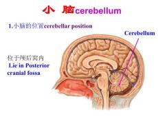 【解剖学课件】30小脑,间脑