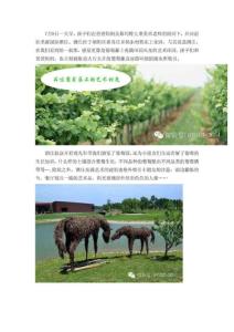 兒童美術(shù)藝術(shù)教育活動【斯瑪特活動】品味葡萄藤上的藝...