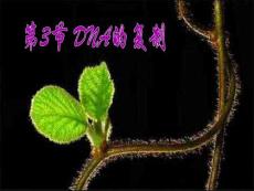 第3節 DNA的復制223