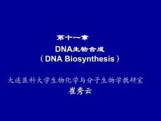 生物化学_第十一章_DNA的生物合成