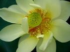 花飛戀曲