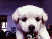 amy