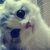 sina_1306754170