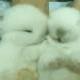 lijun9911