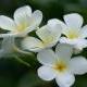 kassia_douding