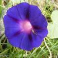uuflower