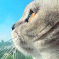 Mrcat