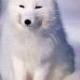 littlefox0508