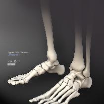 depuyhuman