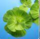 xinnian801003