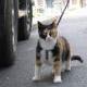 colacat_cathy
