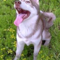 jack