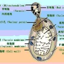 酒精技术赵晓明