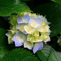 shirleymao72