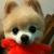 sina_2394901315