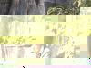 徐林
