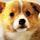 xueying_063