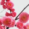 plumblossom