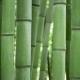 遠兒