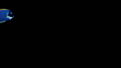 蓝色小鱼游动视频素材