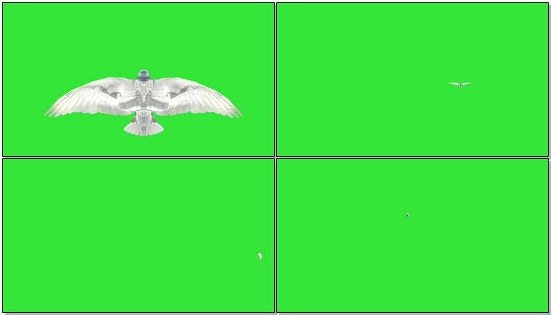 绿屏抠像飞翔的白色鸽子