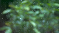 森林下雨树叶水滴慢动作特写