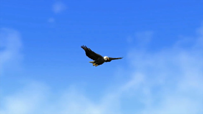 蓝色的天空中一只飞翔的老鹰