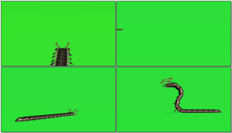 [4K]绿屏抠像爬行的蜈蚣