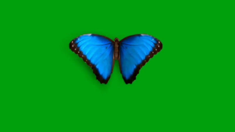 绿屏抠像蓝色蝴蝶