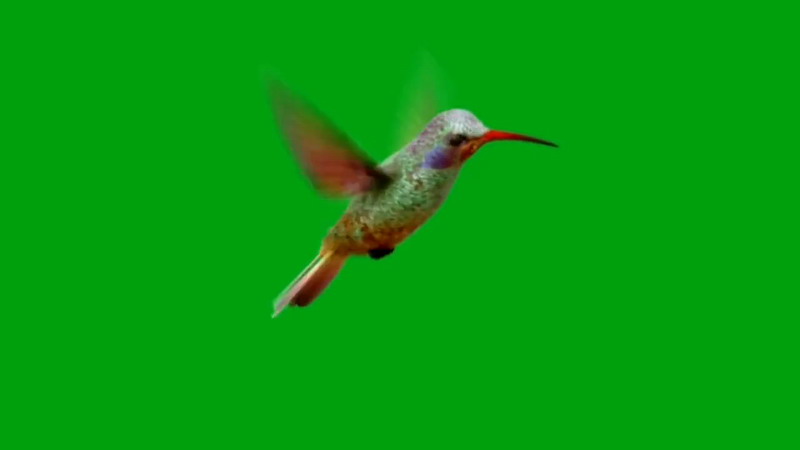 绿屏抠像飞行的蜂鸟
