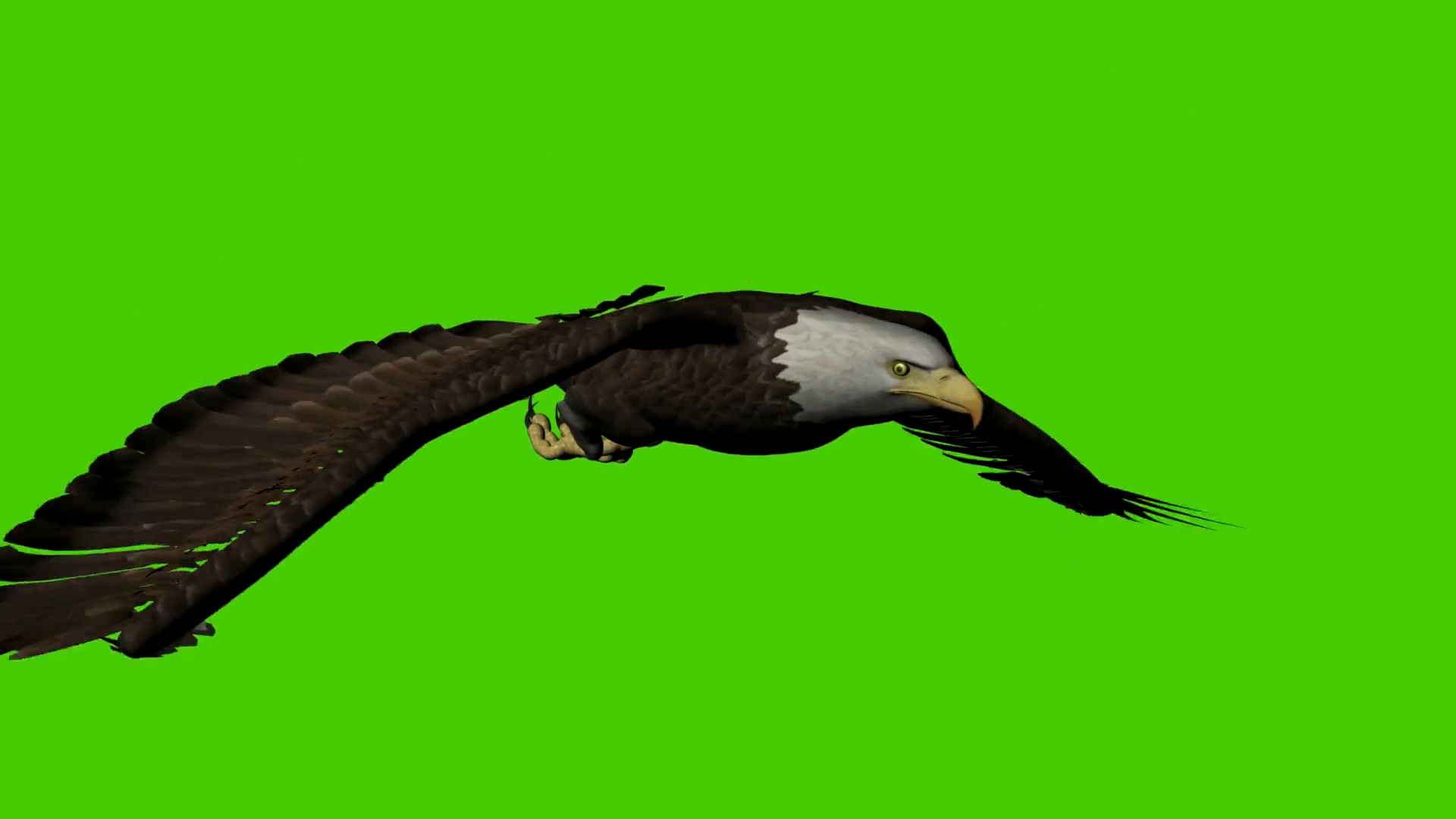 绿屏抠像飞翔的老鹰