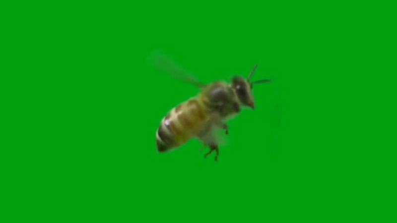 绿屏抠像飞行的蜜蜂