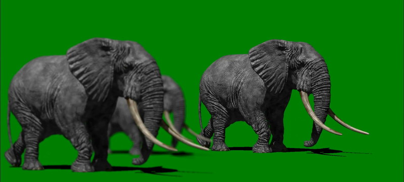 绿屏抠像行走的大象群